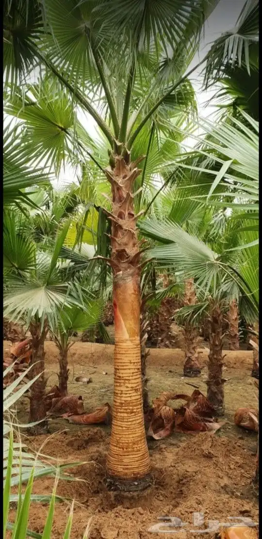 نخل واشنطني درجه اولا 15