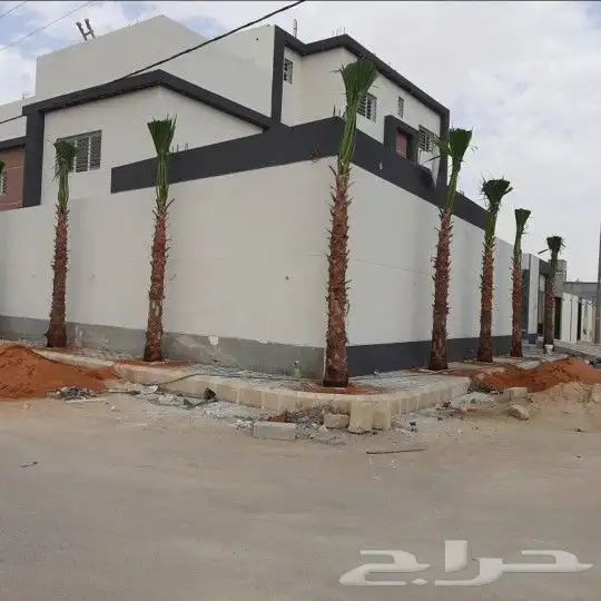 نخل واشنطني درجه اولا 6