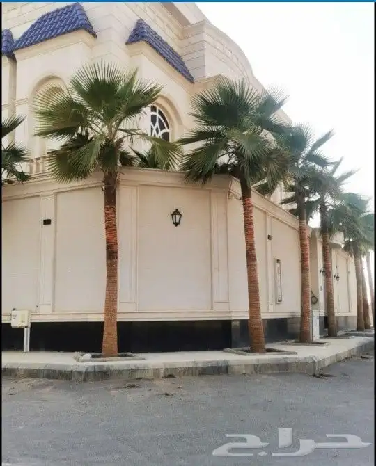 نخل واشنطني درجه اولا 3