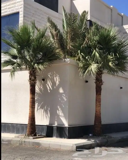 نخل واشنطني درجه اولا 0