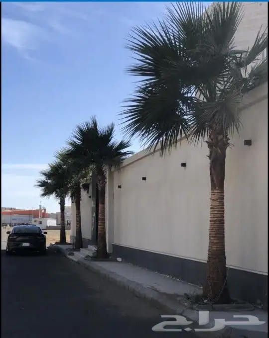 نخل واشنطني درجه اولا 2