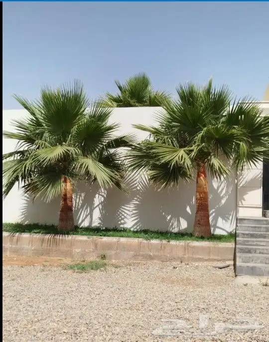 نخل واشنطني درجه اولا 1