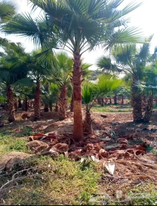 نخل واشنطني درجه اولا 17