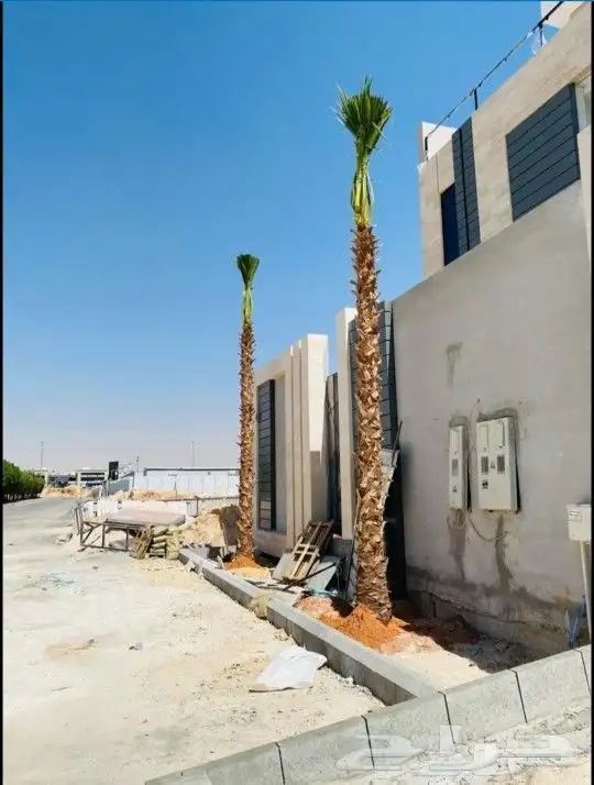 نخل واشنطني درجه اولا 4