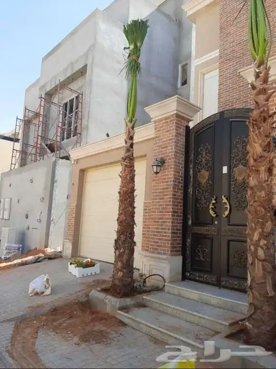 نخل واشنطني درجه اولا 7