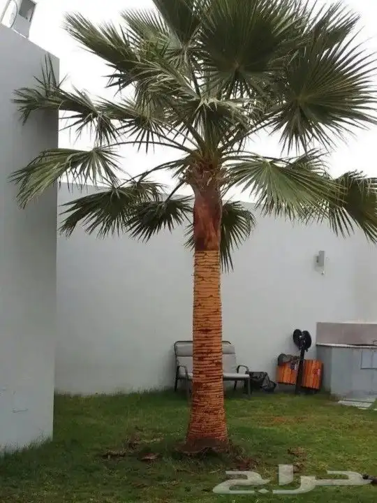 نخل واشنطني درجه اولا 9