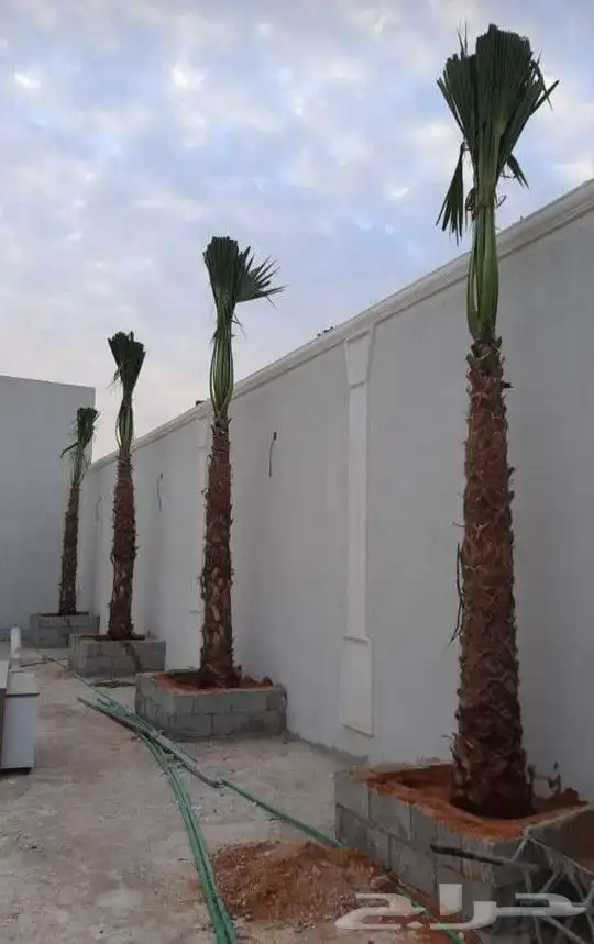 نخل واشنطني درجه اولا 12