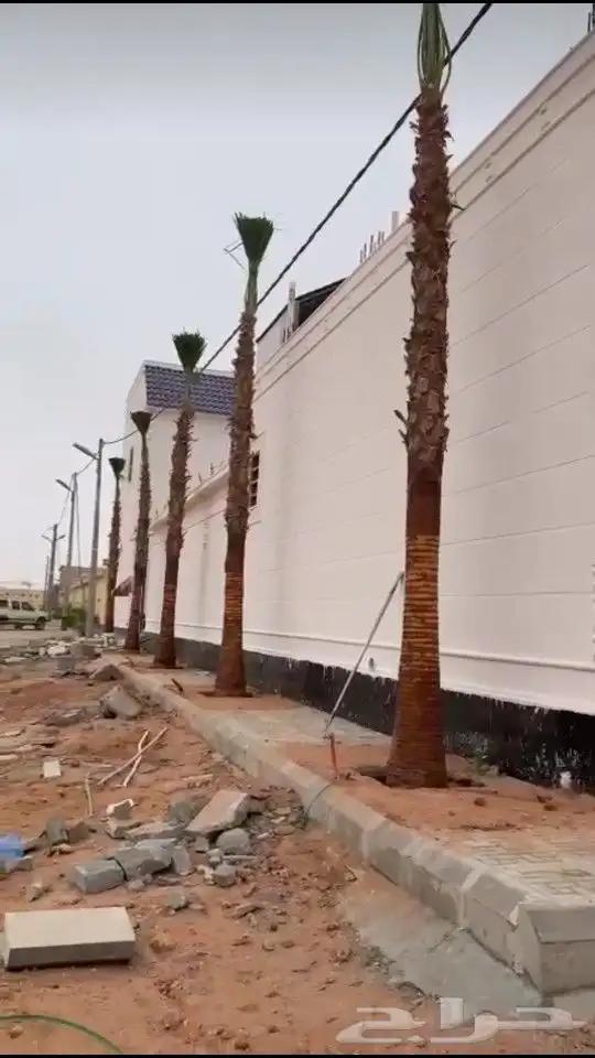 نخل واشنطني درجه اولا 14