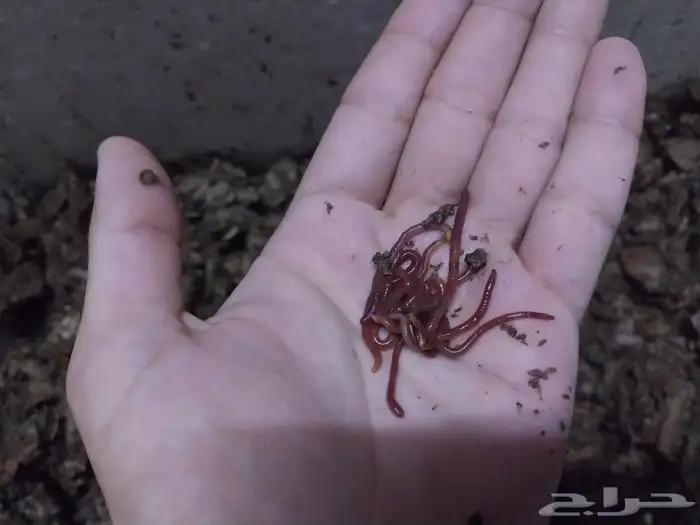 دود ريد ويجلر للتربية و تغذيه الاسماك و إنتاج سماد عضوى 1