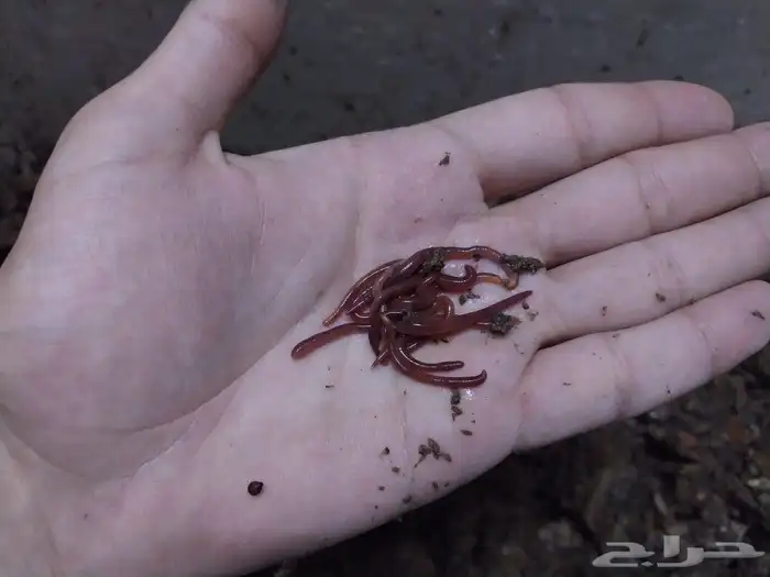 دود ريد ويجلر للتربية و تغذيه الاسماك و إنتاج سماد عضوى 0