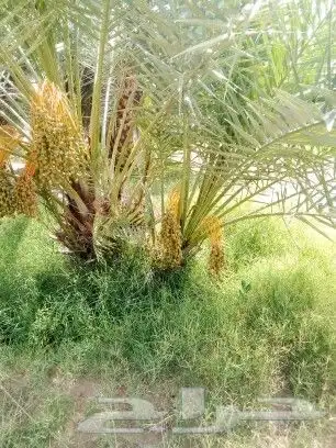 يوجد لدينا فسايل نخيل طيب 0