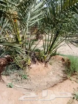 يوجد لدينا فسايل نخيل طيب 1