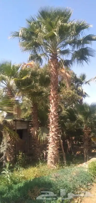 نخيل واشنطونيا نخل واشنطن زينه امريكي 1