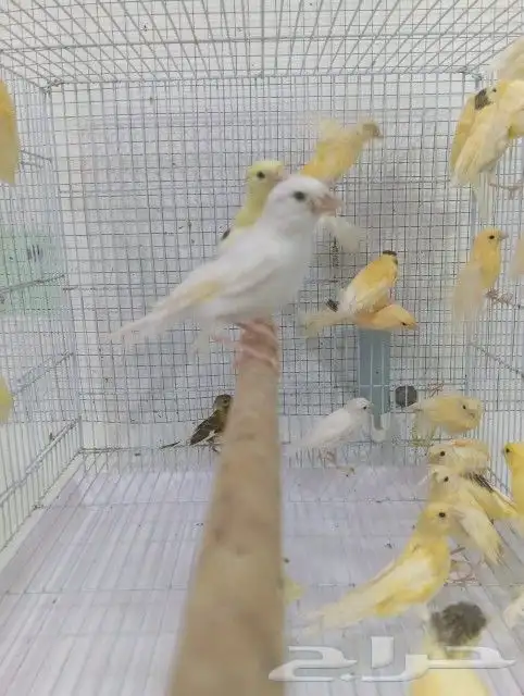 فرخ فروخ كناري سوري 1