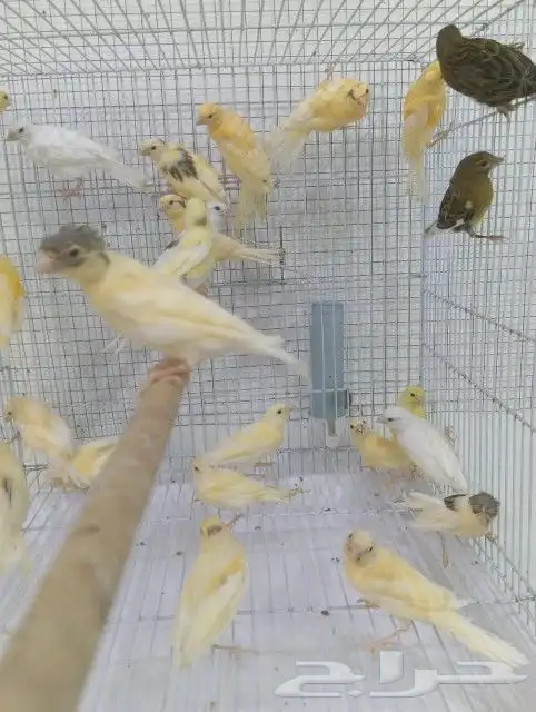 فرخ فروخ كناري سوري 2
