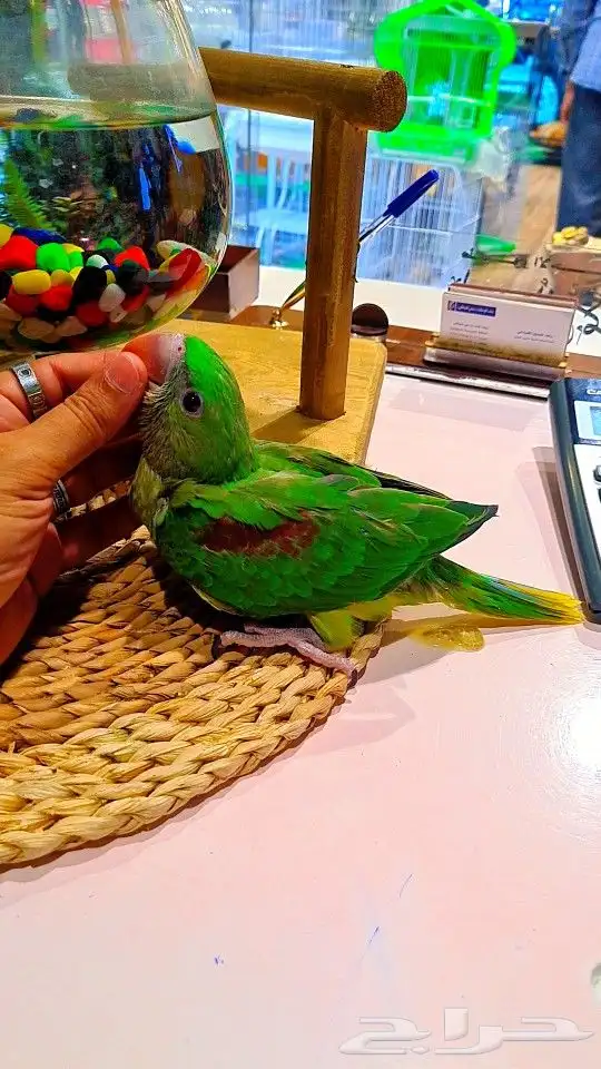 فرخ دره نيبالي 1000 ريال تم البيع 17