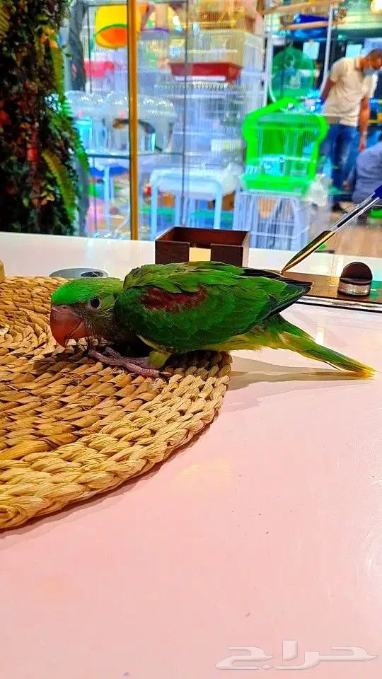 فرخ دره نيبالي 1000 ريال تم البيع 2