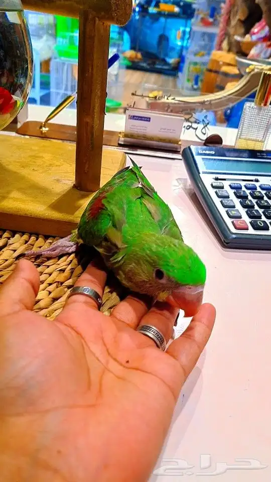 فرخ دره نيبالي 1000 ريال تم البيع 25