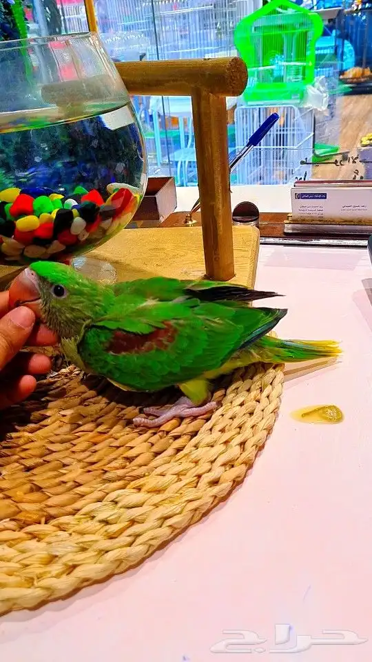 فرخ دره نيبالي 1000 ريال تم البيع 11