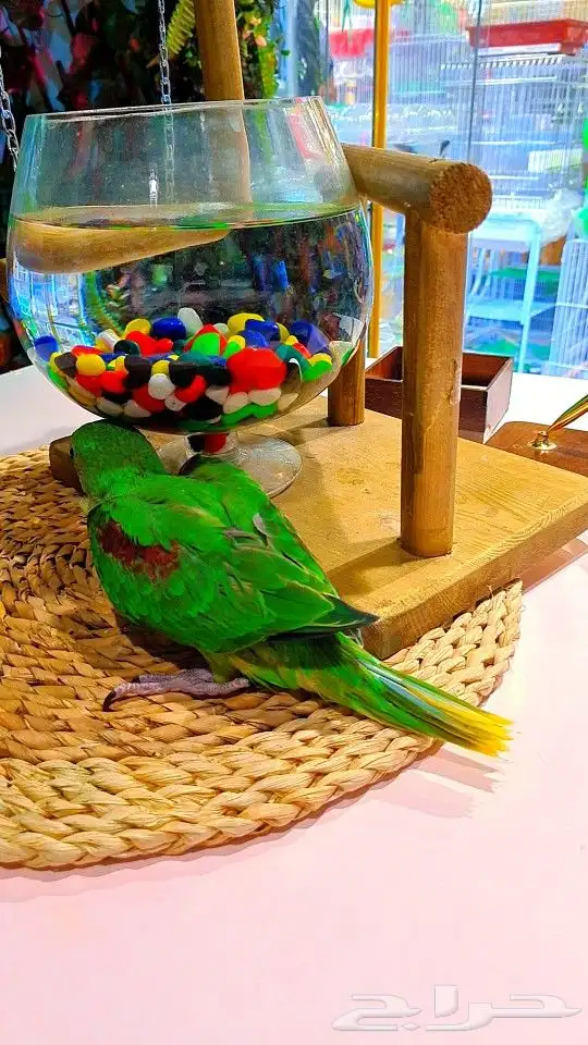 فرخ دره نيبالي 1000 ريال تم البيع 24