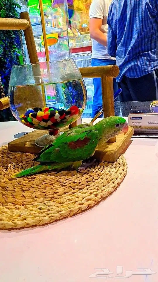 فرخ دره نيبالي 1000 ريال تم البيع 3