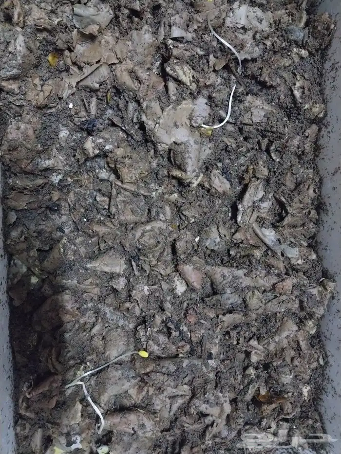 دود ريد ويجلر للتربية و تغذيه الاسماك و إنتاج سماد عضوى 2