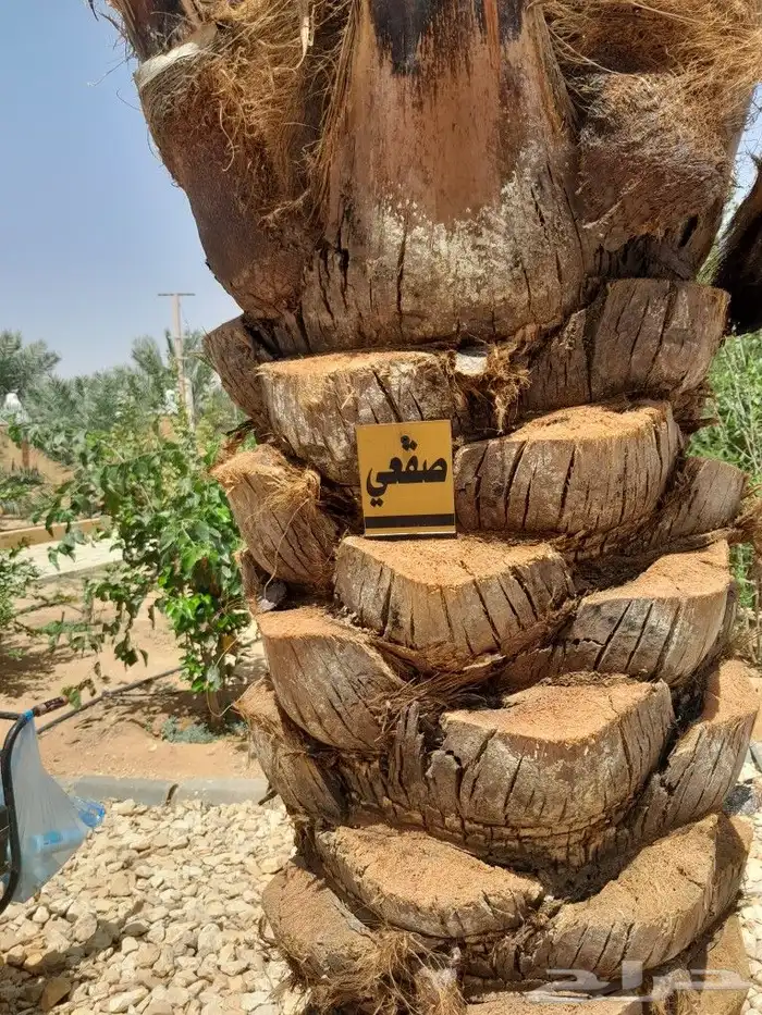 نقوم بيتسميت نخل بجميع انواعه وتركيب الوحات لنخل 1