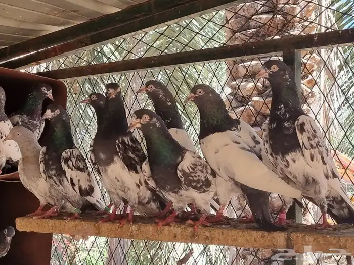 طبات تيدي و رام بيور الشايشات 12