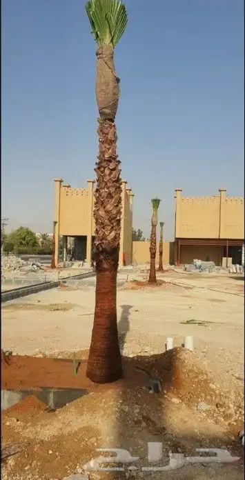 واشنطني زينه 6