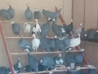 دجاج فرعوني 0