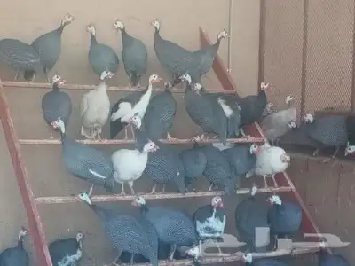 دجاج فرعوني 1