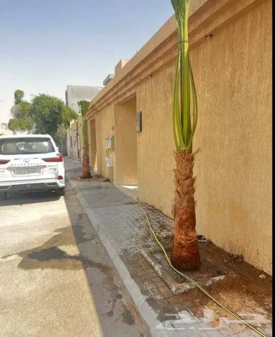 واشنطني زينه 10