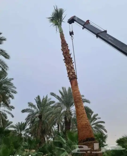 واشنطني زينه 2