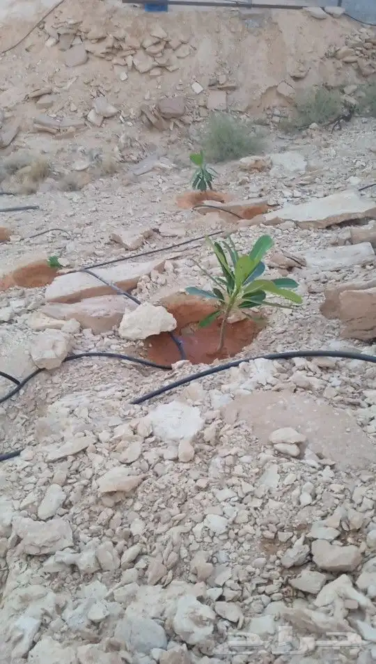 تأسيس شبكات ريء 0