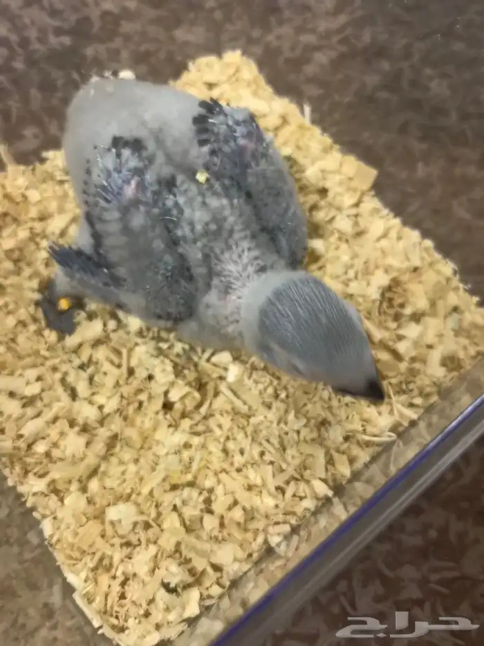 فرخ ببغاء كاسكو 2