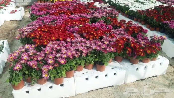 تنسيق حدائق ابوعلاء البنا للمقاولات العامة. 18