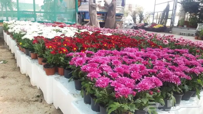 تنسيق حدائق ابوعلاء البنا للمقاولات العامة. 17