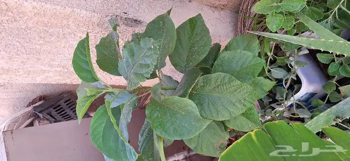 شتلات للبيع وقطع صبار 1
