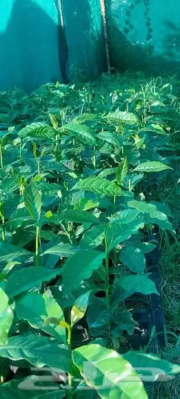 مشتل الحسام للبن الشدوي 4