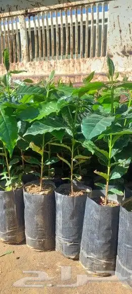 مشتل الحسام للبن الشدوي 5