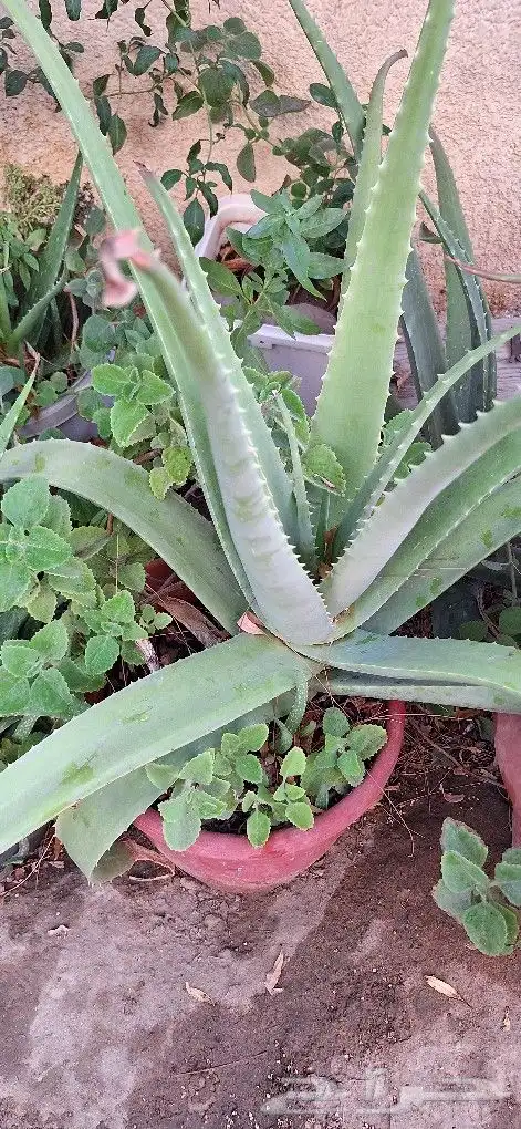 شتلات للبيع وقطع صبار 3