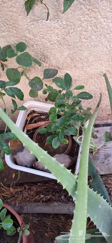 شتلات للبيع وقطع صبار 4
