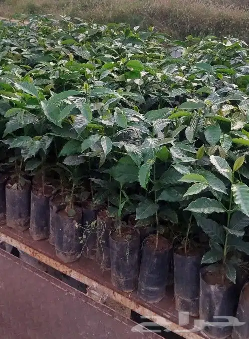 مشتل الحسام للبن الشدوي 3