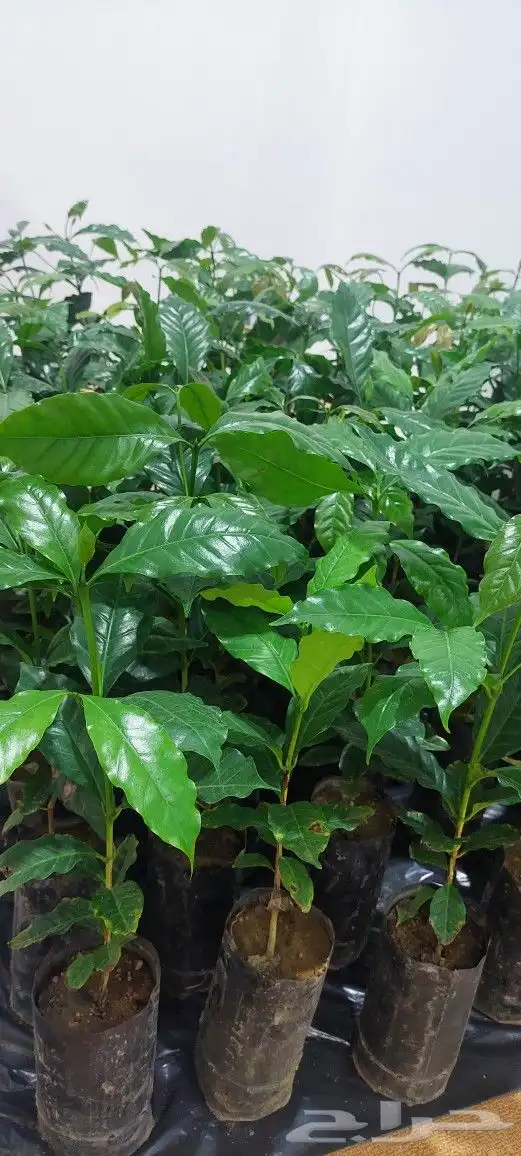 مشتل الحسام للبن الشدوي 2