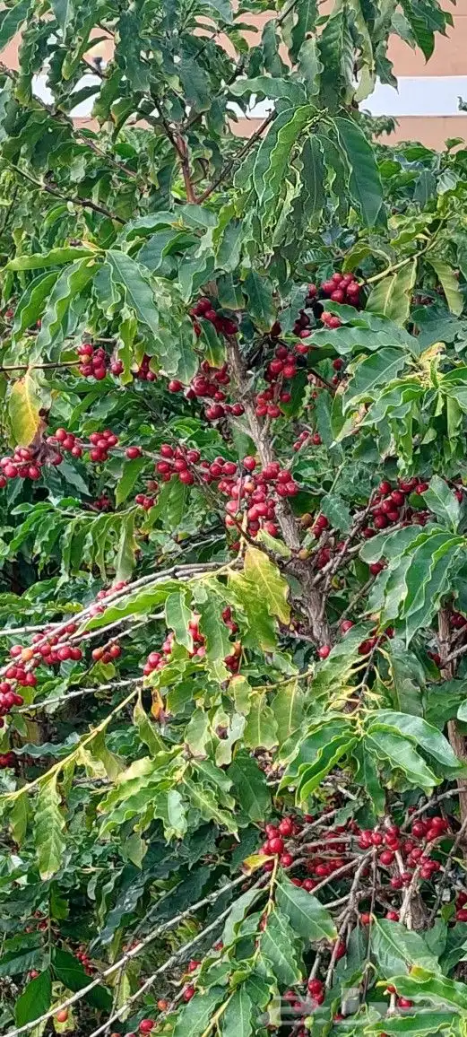 مشتل الحسام للبن الشدوي 1