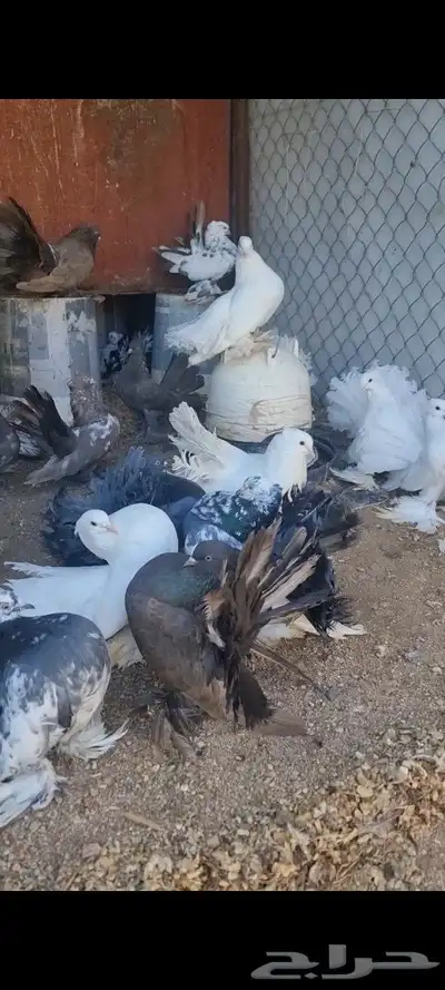 حمام رقاص 0