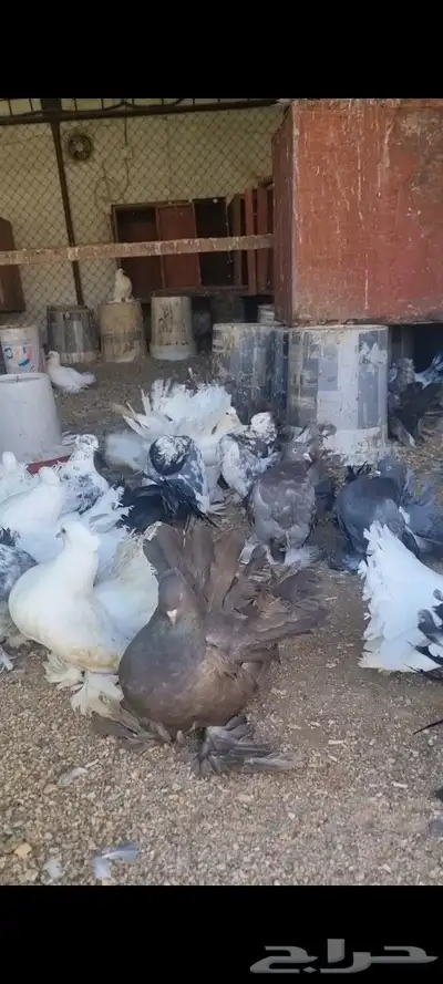 حمام رقاص 3