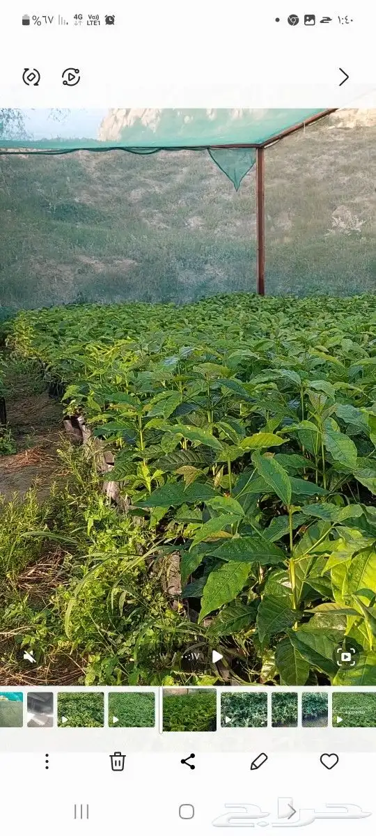 مشتل الحسام للبن الشدوي 0