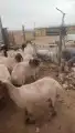 حلاق غنم مكينه 2