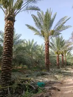 نخل مثمر للبيع 6